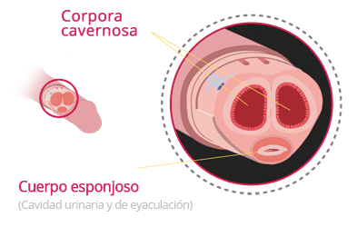Cómo funciona Paso 1 Cómo funciona Paso 1