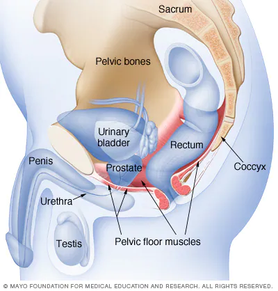 Ejercicios Kegel para hombres