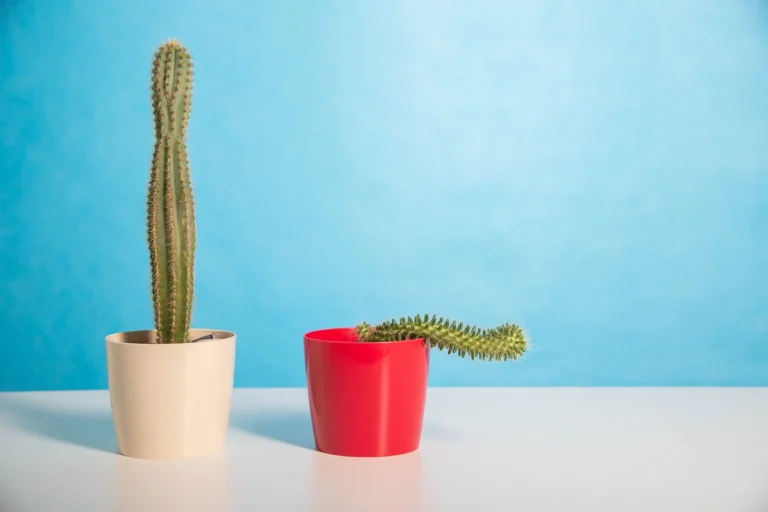 Comparación de dos cactus simbolizando calidad de erección mejorada después de usar hidrobomba Bathmate
